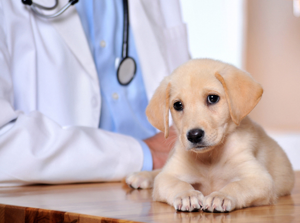 Arvada Animal Clinic Insurance